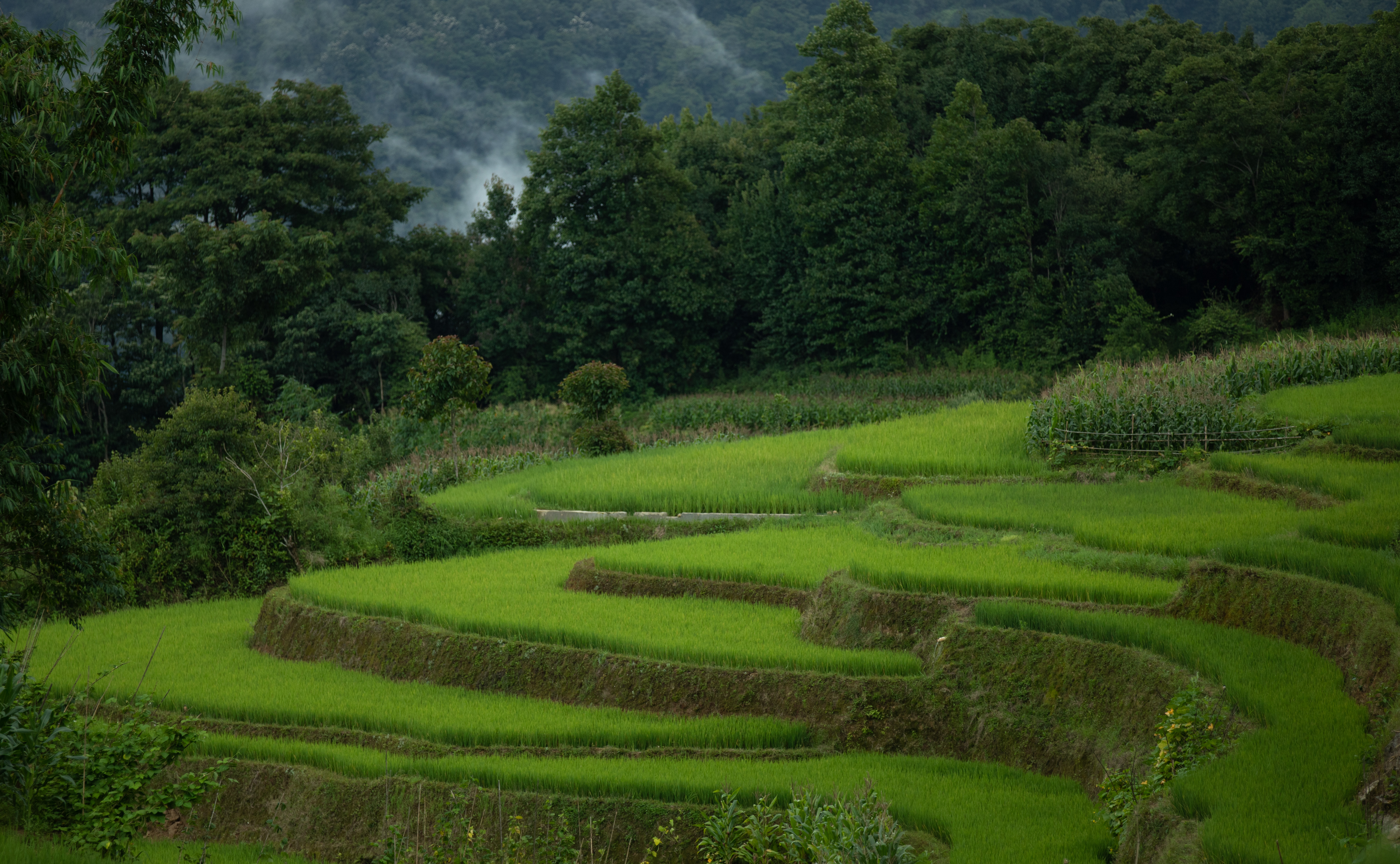 洪正華率州委調(diào)研組到元陽(yáng)縣調(diào)研稻漁鴨綜合種養(yǎng)情況！